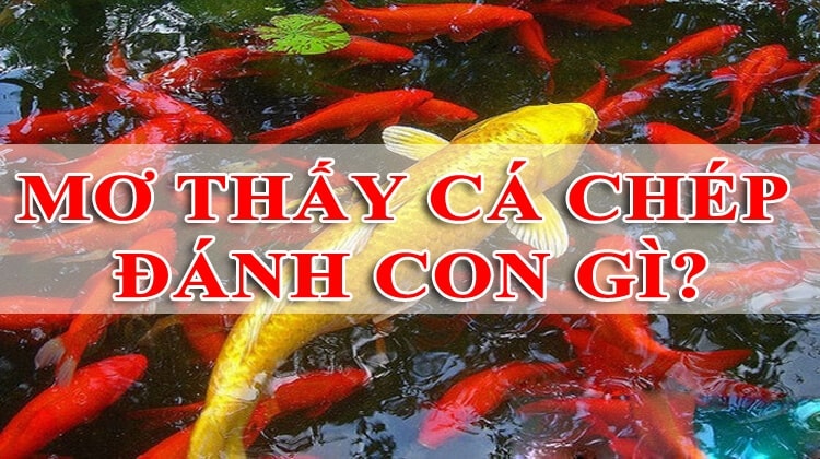 Cách giải mã tịch số đề từ 00 đến 99 khi gặp con cá